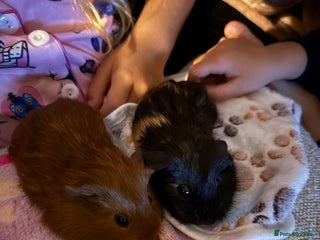 Guinea Pig rodents Two bonded female guinea pigs - Advert 1