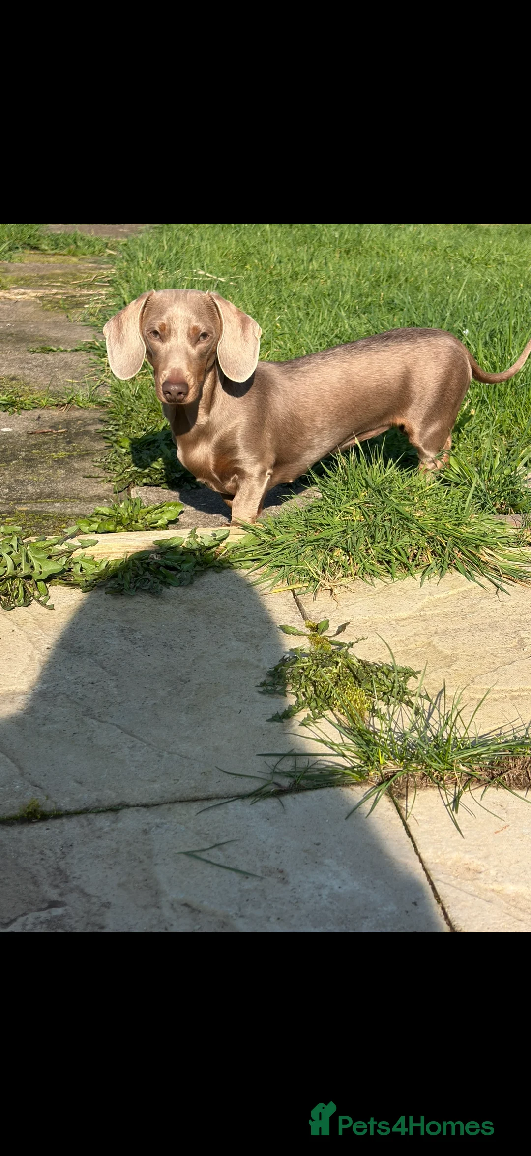 Miniature Dachshund dogs for sale: Two female miniature daschunds in Cwmbran - Advert 2