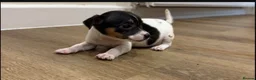 Jack Russell dogs for sale: Girl Jack Russell puppy in Ashington - Advert 2