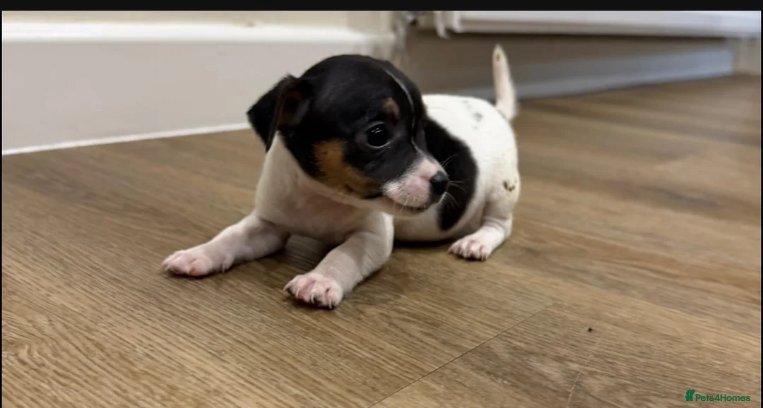 Jack Russell dogs for sale: Girl Jack Russell puppy in Ashington - Advert 2