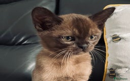 Burmese cats for sale: Registered Burmese kittens  - Image 3