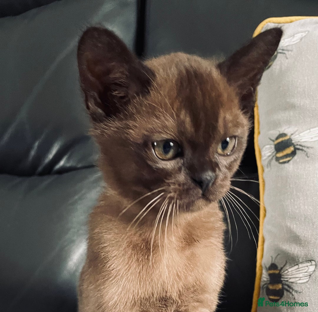 Burmese cats for sale: Registered Burmese kittens  - Image 3