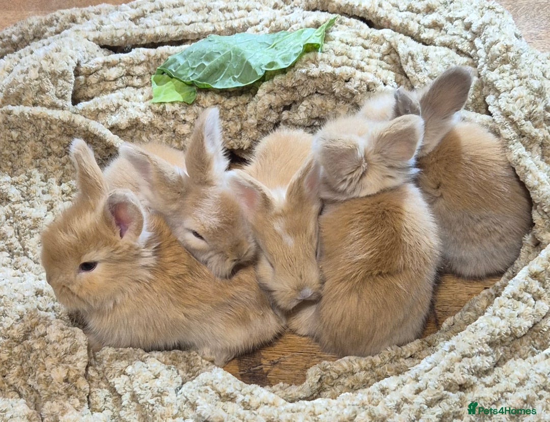 Angora rabbits for sale: Gorgeous Pedigree Full Faced Angora  - Image 29