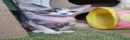 Devon Rex cats for sale: Devon Rex Kittens-Ready for Their Forever Homes! - Advert 7