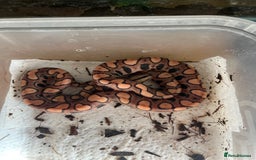 Boa Snake reptiles for sale: Brazilian rainbow boa babies  - Image 9