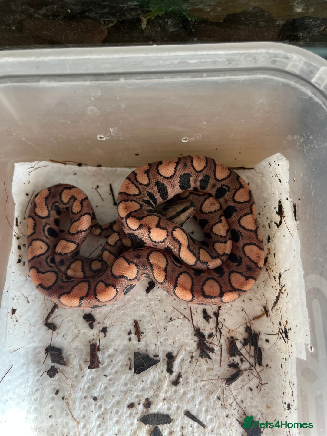 Boa Snake reptiles for sale: Brazilian rainbow boa babies  - Image 9