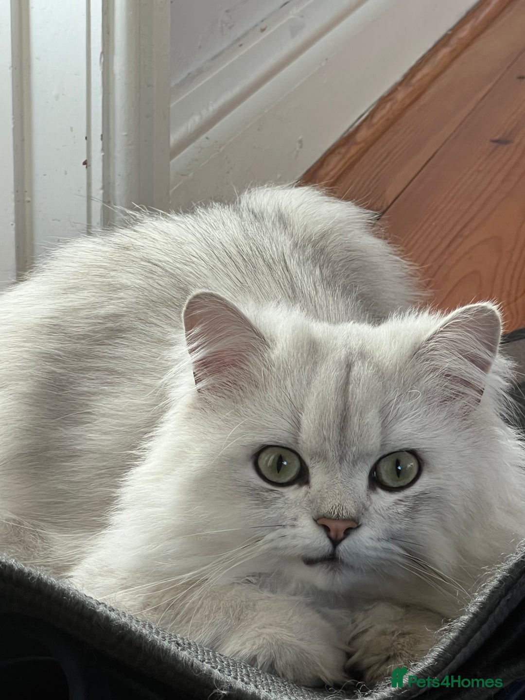 Persian cats for sale: PERSIAN CHINCHILLA - Advert 6