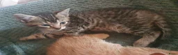 Mixed Breed cats for sale: 1 x female tabby  - Advert 2