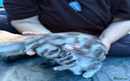 Domestic Shorthair cats for sale: ONLY ONE LEFT 4 gorgeous kittens ready to go - Image 6