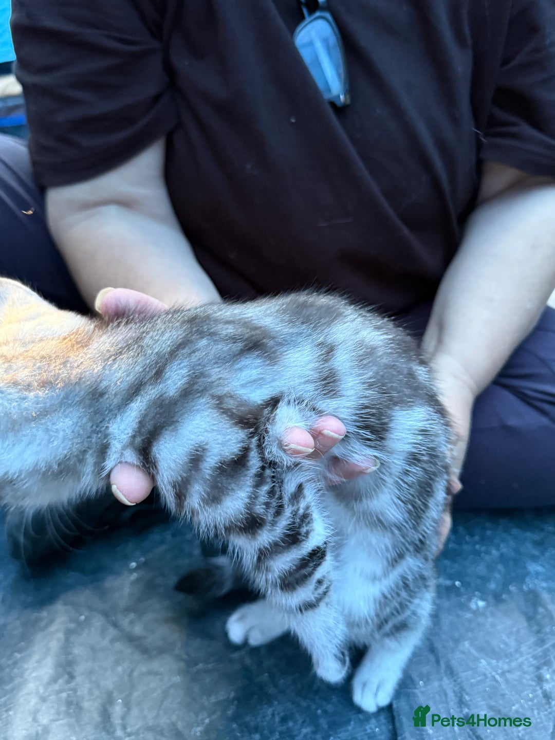 Domestic Shorthair cats for sale: ONLY ONE LEFT 4 gorgeous kittens ready to go - Image 6