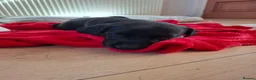 Labrador Retriever dogs for sale: Beautiful Black Labrador Pups - Advert 17