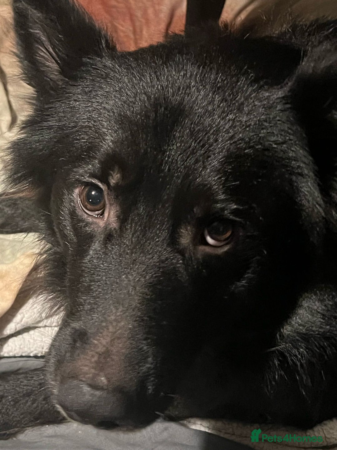 Mixed Breed dogs for sale: Beautiful male buster  - Advert 16