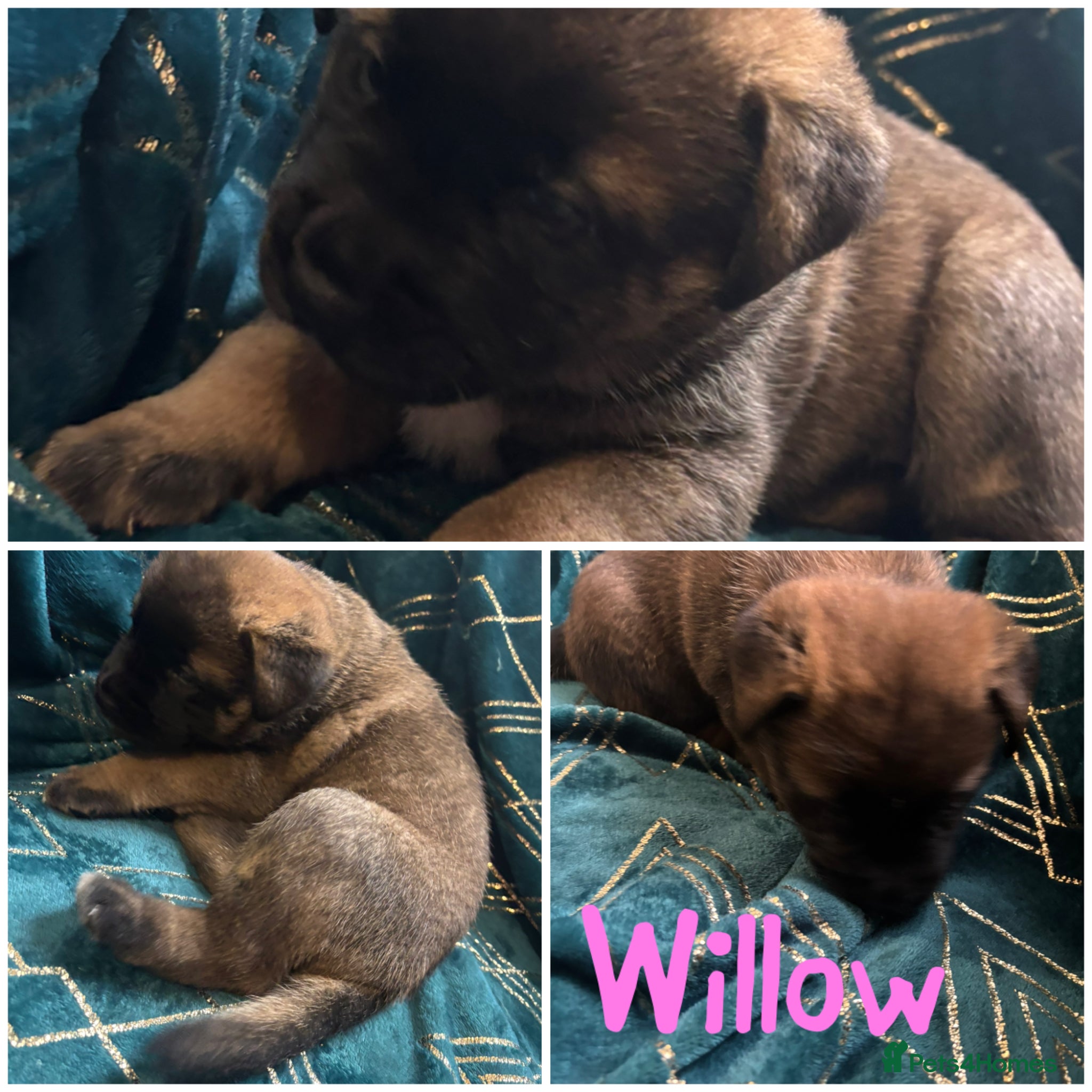 Mixed Breed dogs Akita Hybrid - Advert 2