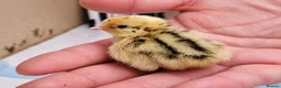 Quail poultry for sale: Coturnix Quail - Advert 3