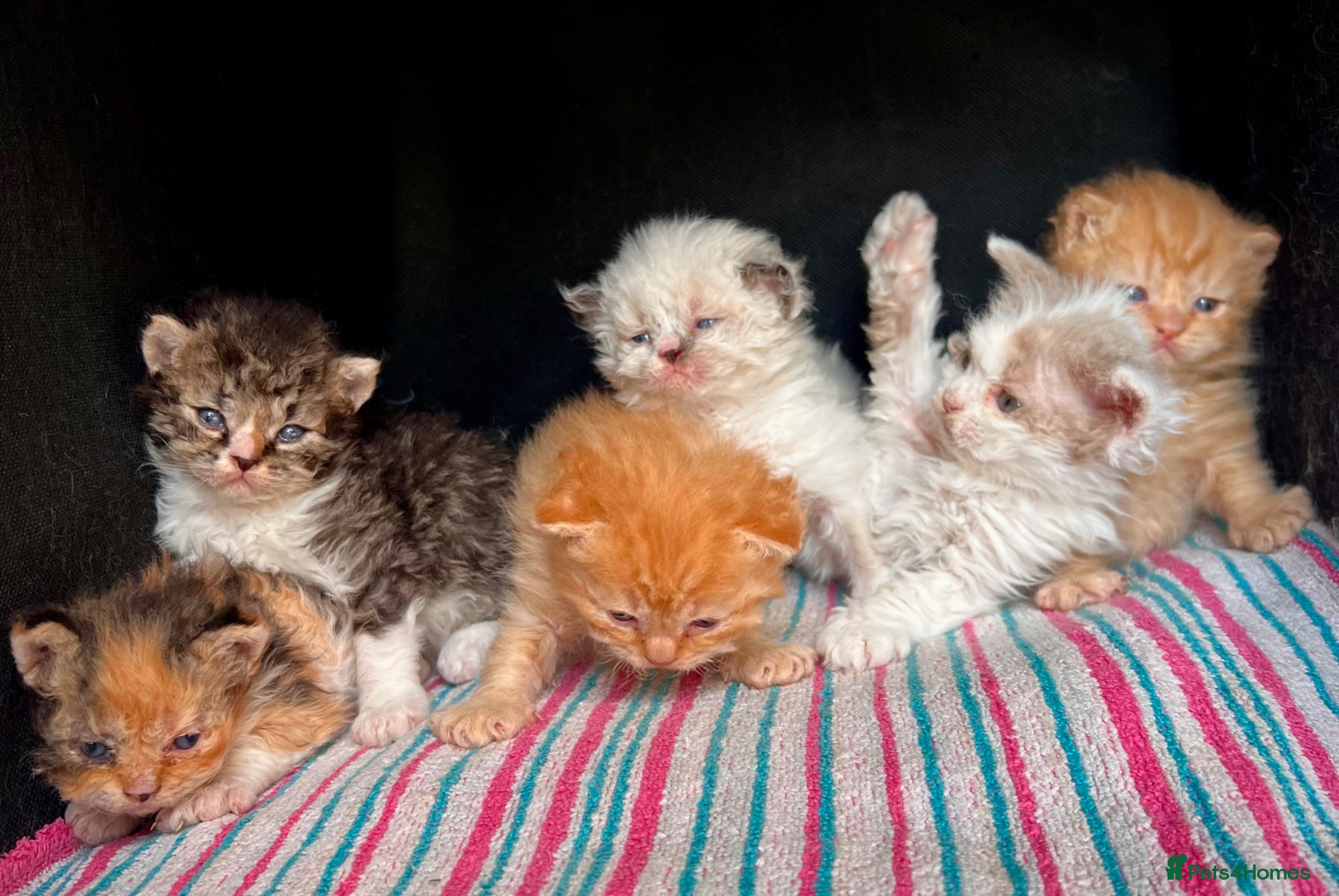 Selkirk Rex cats Beautiful Selkirk rex kitten  - Advert 3