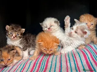 Selkirk Rex cats Beautiful Selkirk rex kitten - Advert 3