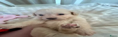Pomapoo 
