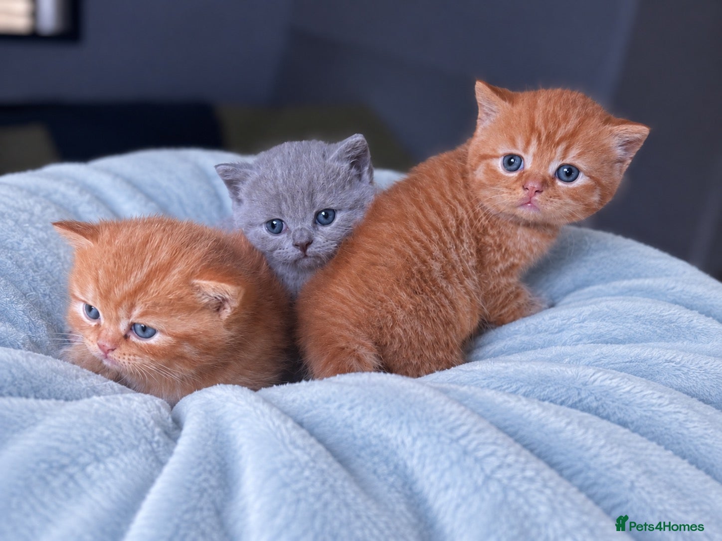 British Shorthair cats 🇬🇧⭐️RED, ❤️LILAC💜 BSH✅ TICA reg, - Advert 1