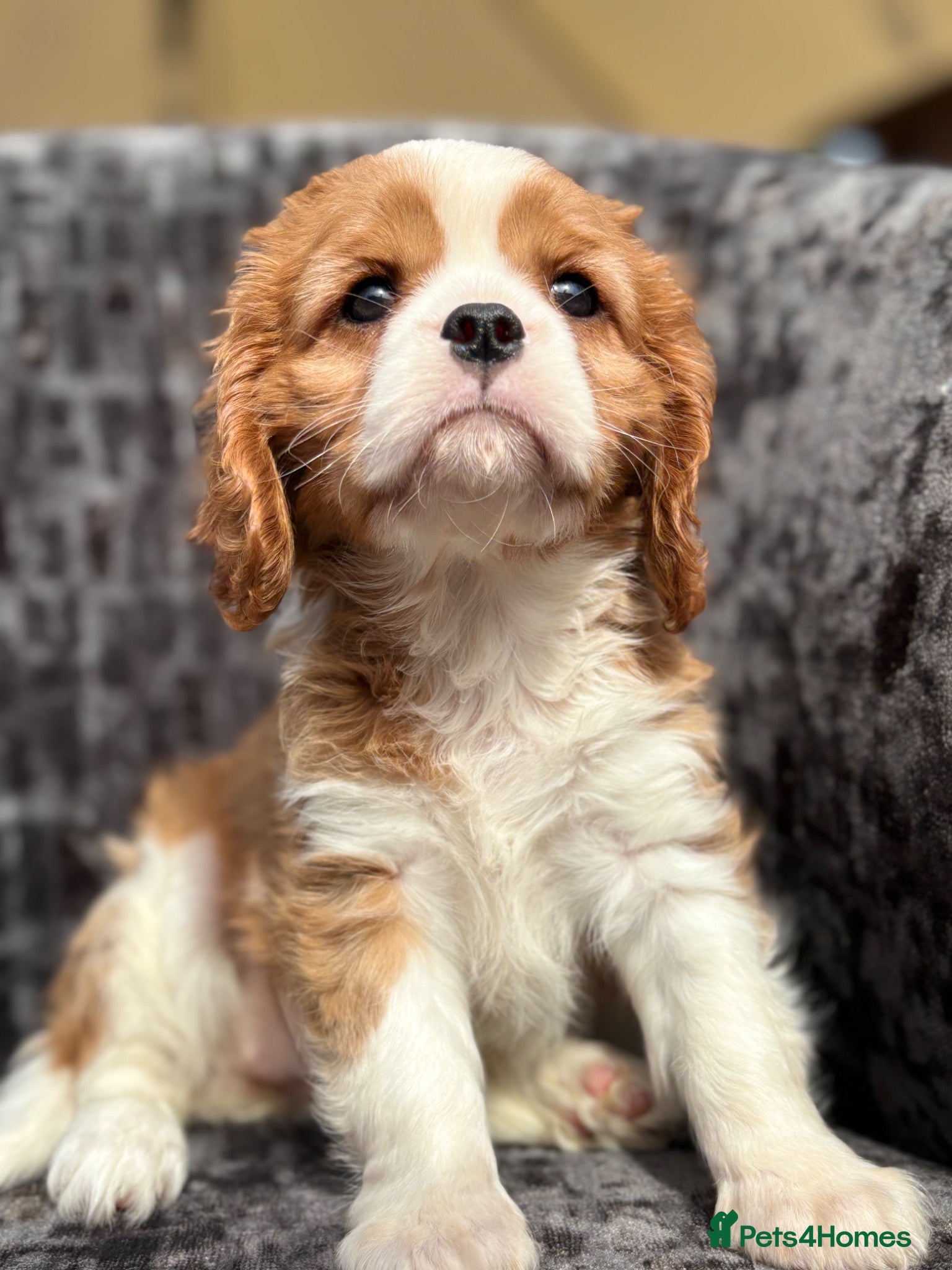 Cavalier King Charles Spaniel dogs Extensively health tested cavalier puppies  - Advert 2