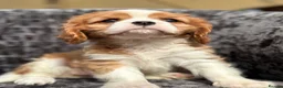 Cavalier King Charles Spaniel dogs for sale: Extensively health tested cavalier puppies  - Advert 15