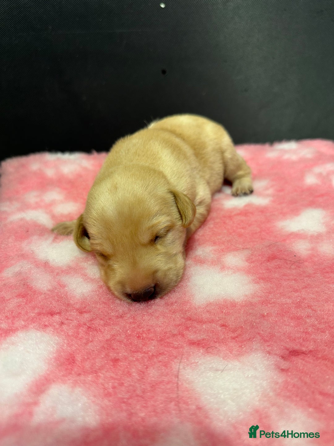 Labrador Retriever dogs for sale: Ftch sired Labrador puppies  - Image 16