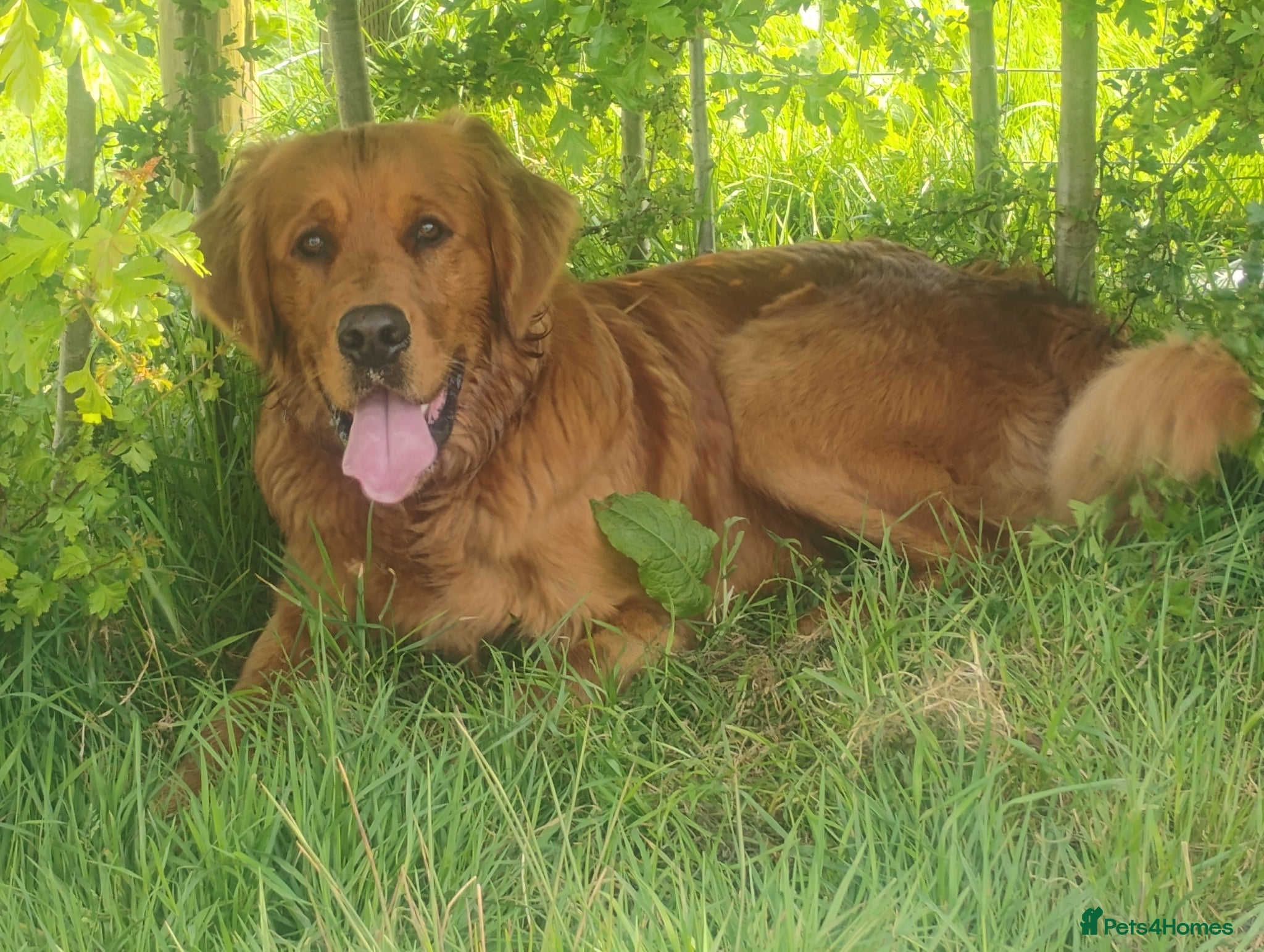 Golden Retriever dogs KC golden retriever Male puppy 12 months old  - Advert 9