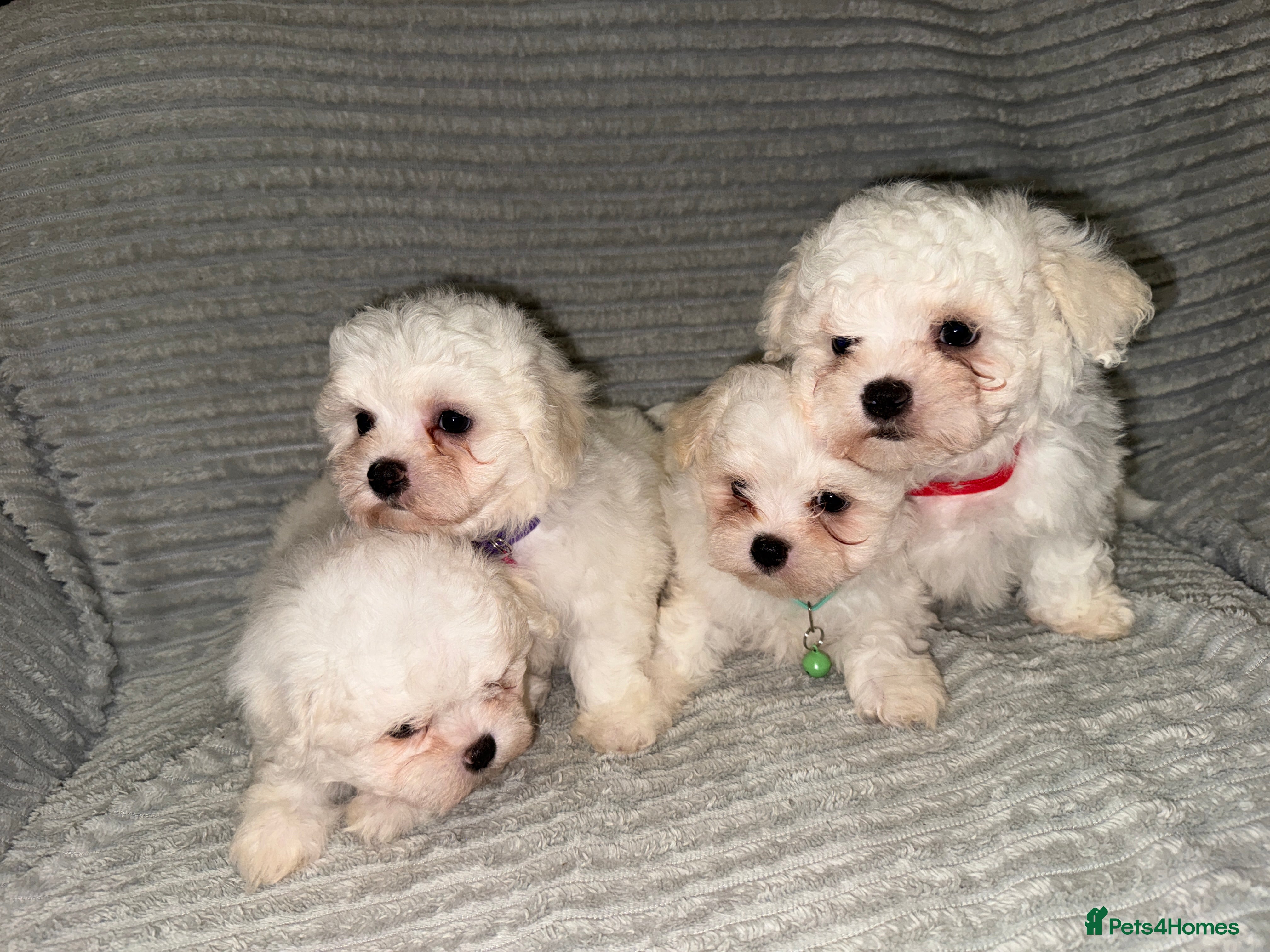 Bichon Frise dogs 4 little bichon frise looking for a new home❤️🩷💚 - Advert 4