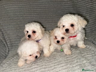 Bichon Frise dogs 4 little bichon frise looking for a new home❤️🩷💚 - Advert 2