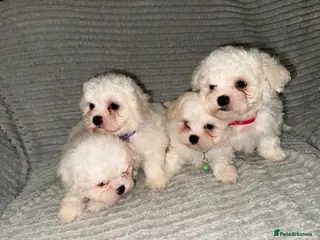 Bichon Frise dogs 2little bichon frise looking for a new home❤️🩷💚 - Advert 6