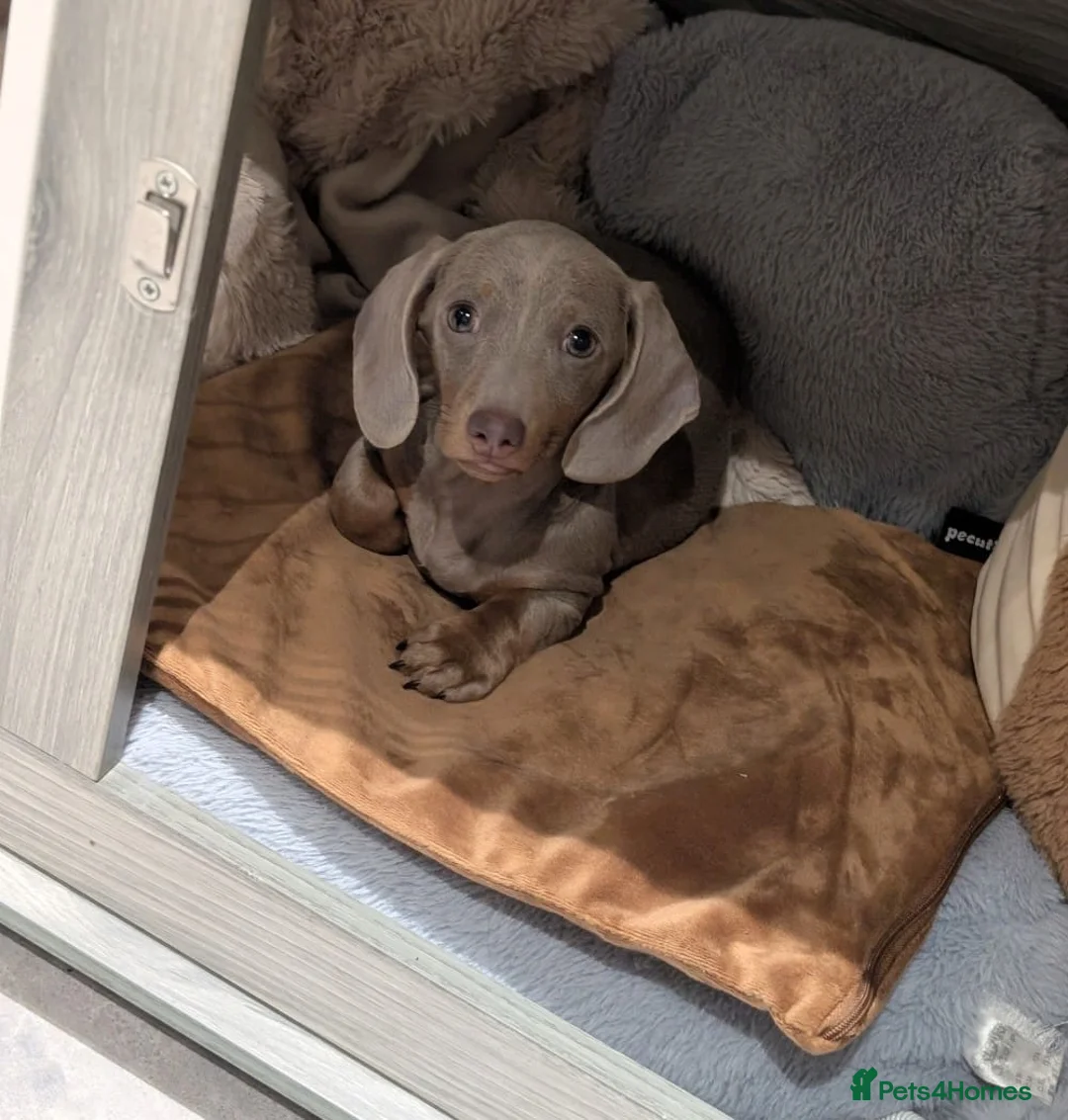 Miniature Dachshund dogs for sale: Lilac and tan miniature daschund puppy - Advert 1