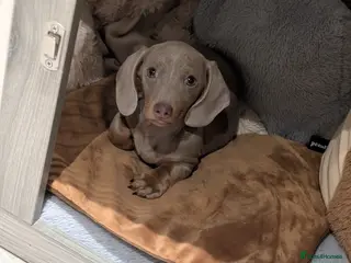 Miniature Dachshund dogs Lilac and tan miniature daschund puppy - Advert 1