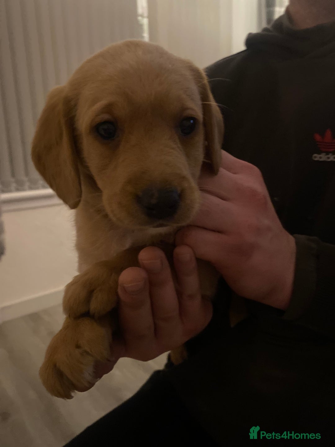 Springador dogs for sale: Labrador puppies - Advert 17