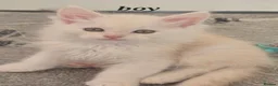 Maine Coon cats for sale: Maine Coon Kittens ready for there forever homes  - Advert 35