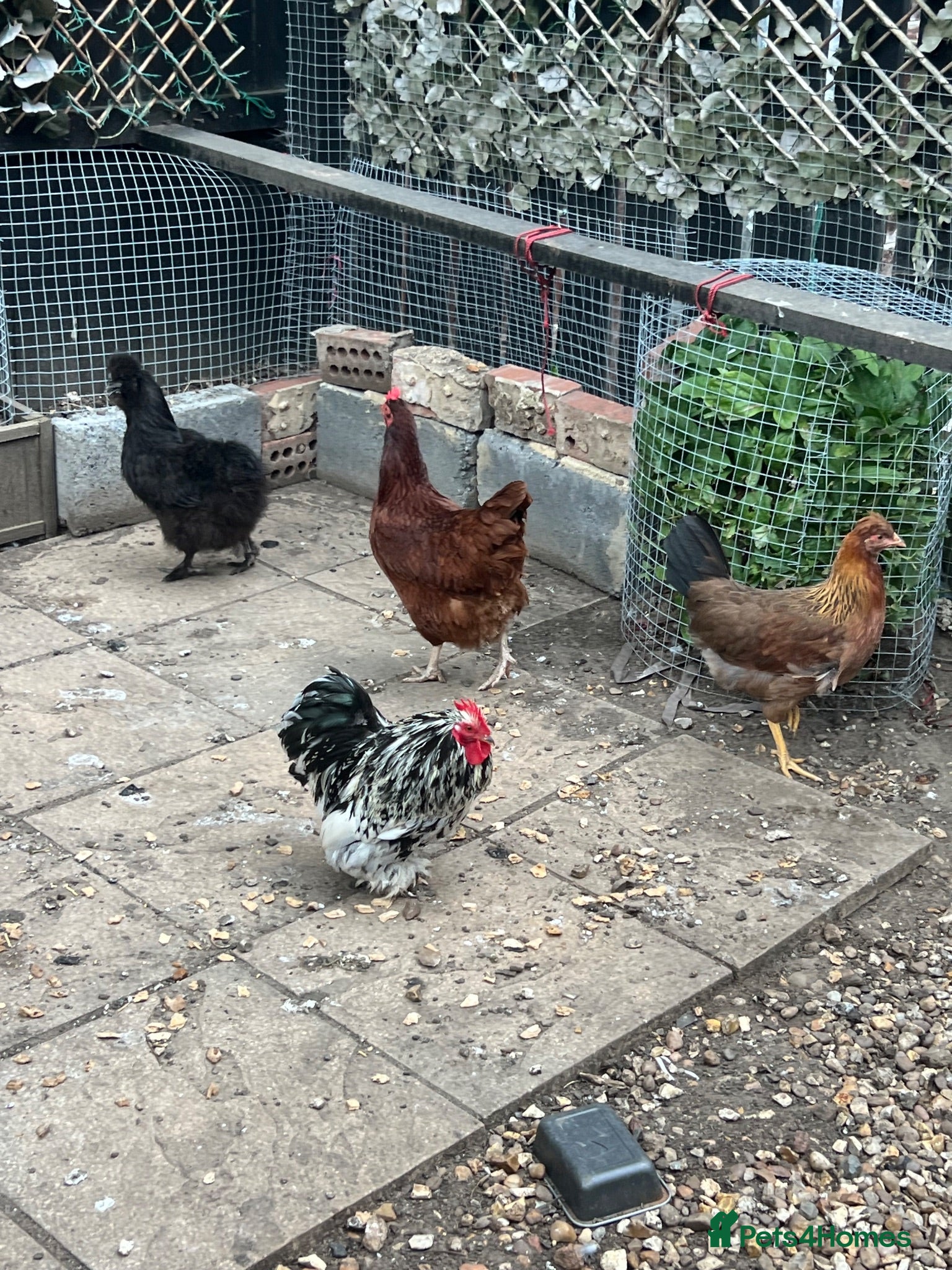 Mixed Breed poultry Hens rooster  - Advert 14