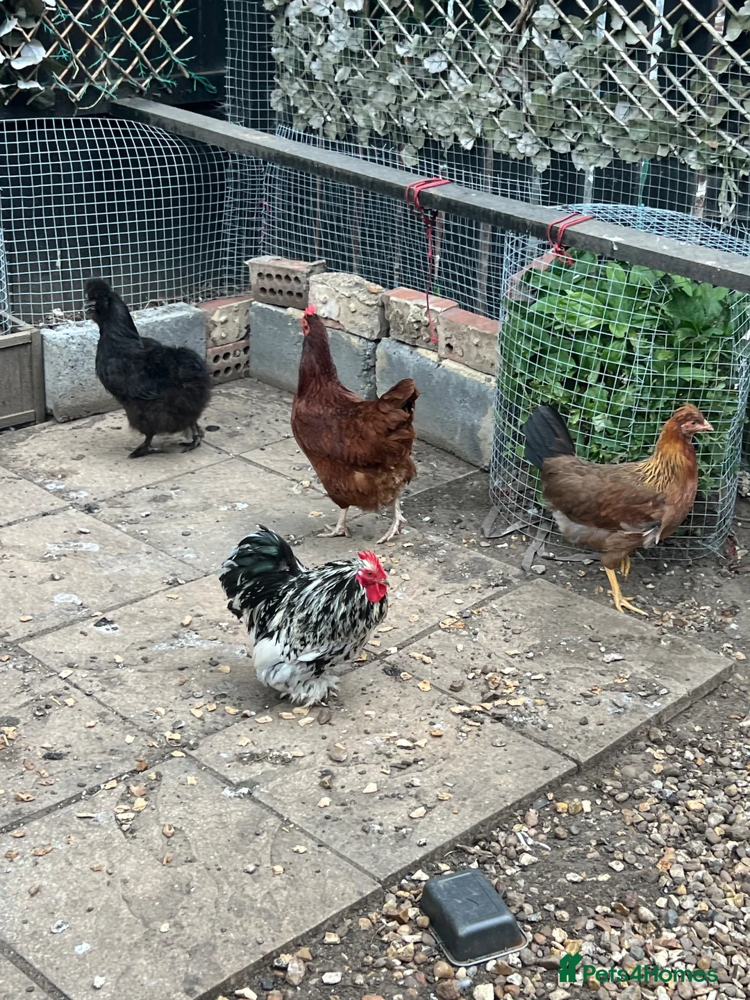 Mixed Breed poultry for sale: Hens rooster  - Advert 1