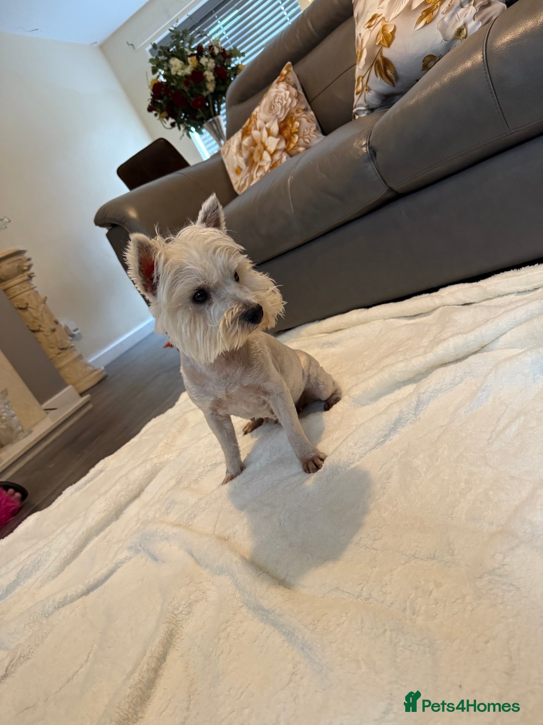 West Highland Terrier dogs for sale: 2 year old Westie girl  - Advert 1