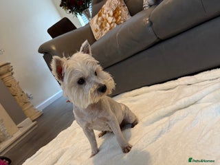 West Highland Terrier dogs 2 year old Westie girl - Advert 4