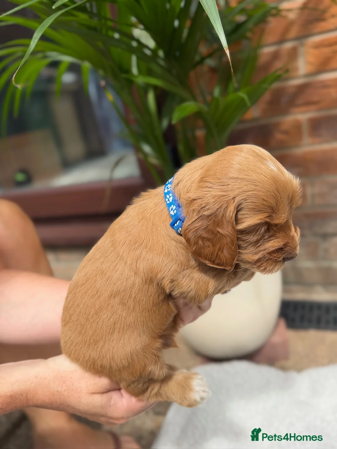 Cockapoo dogs for sale: F2 cockapoo litter  in Bolton - Advert 2