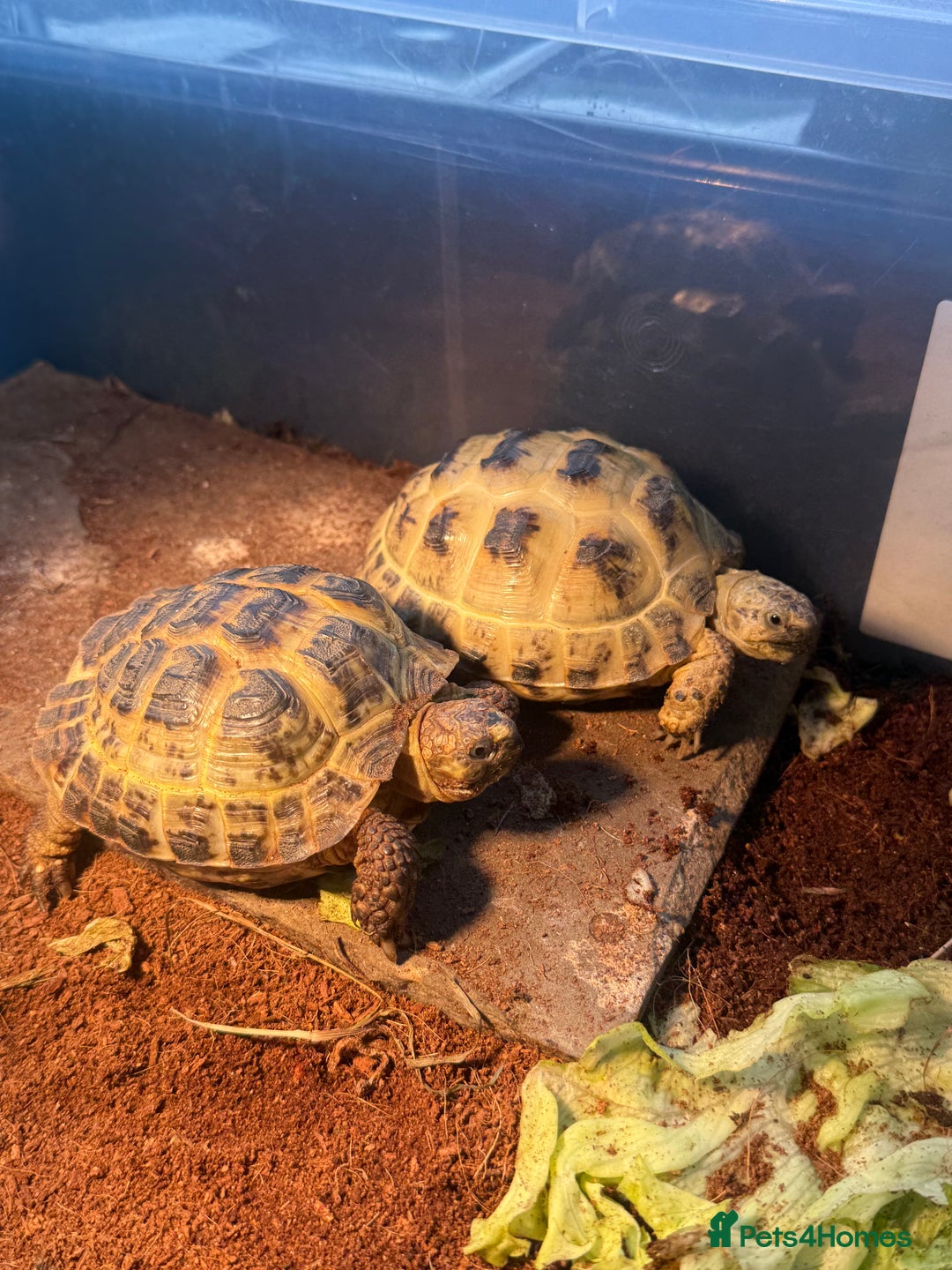 Tortoise reptiles for sale: Male and female horsefield tortoise for sale  - Advert 1