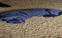 Cane Corso dogs for sale: Cane corso  - Image 4