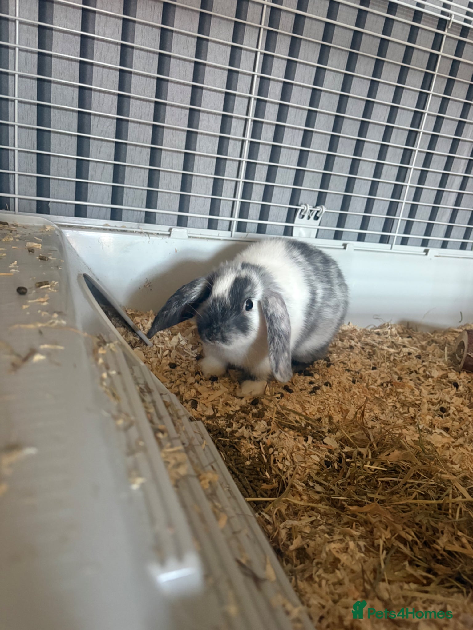 Mini Lop rabbits 1 Female Mini lop - Advert 1