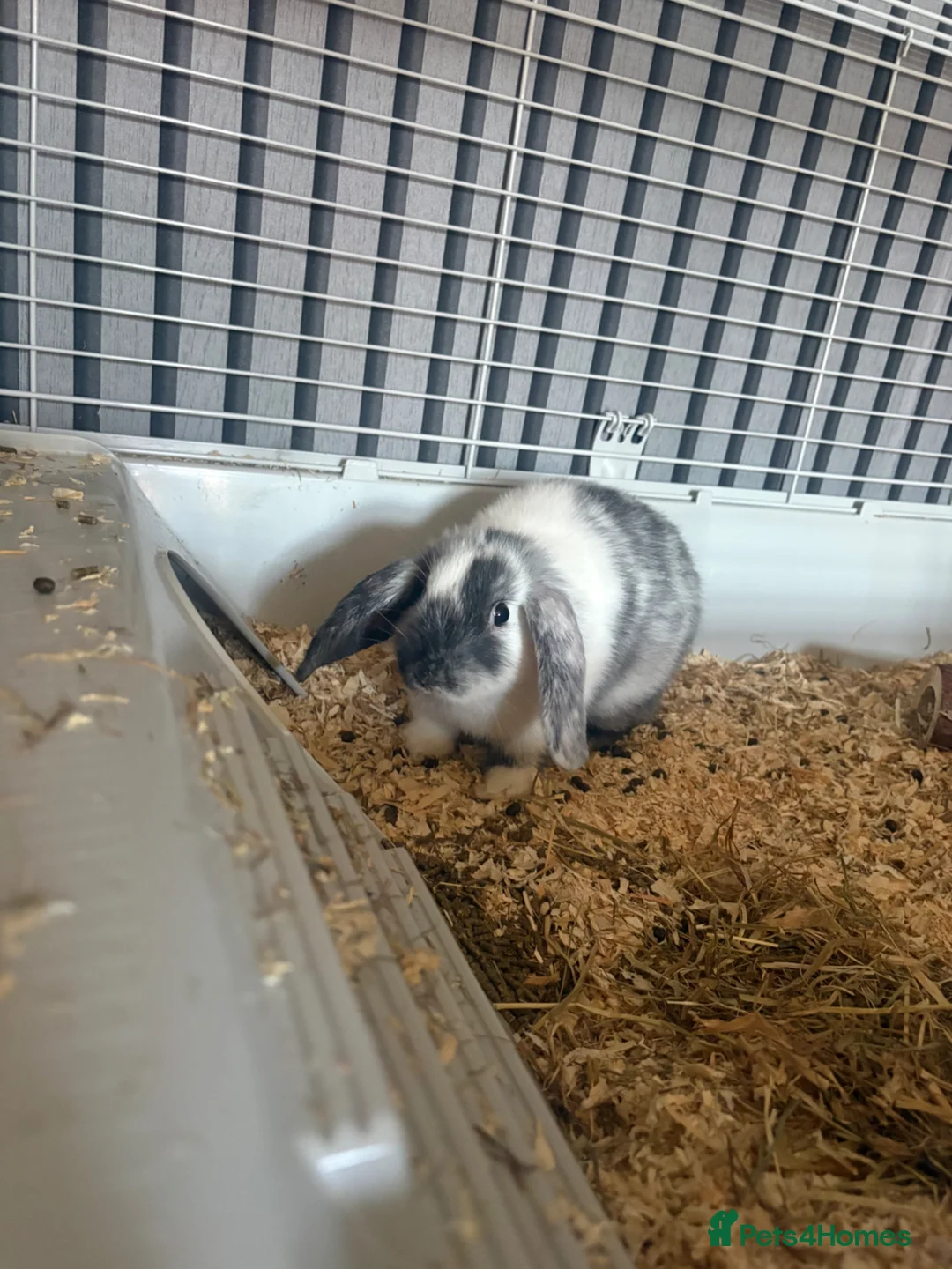 Mini Lop rabbits for sale: 1 Female Mini lop in Mexborough - Advert 1