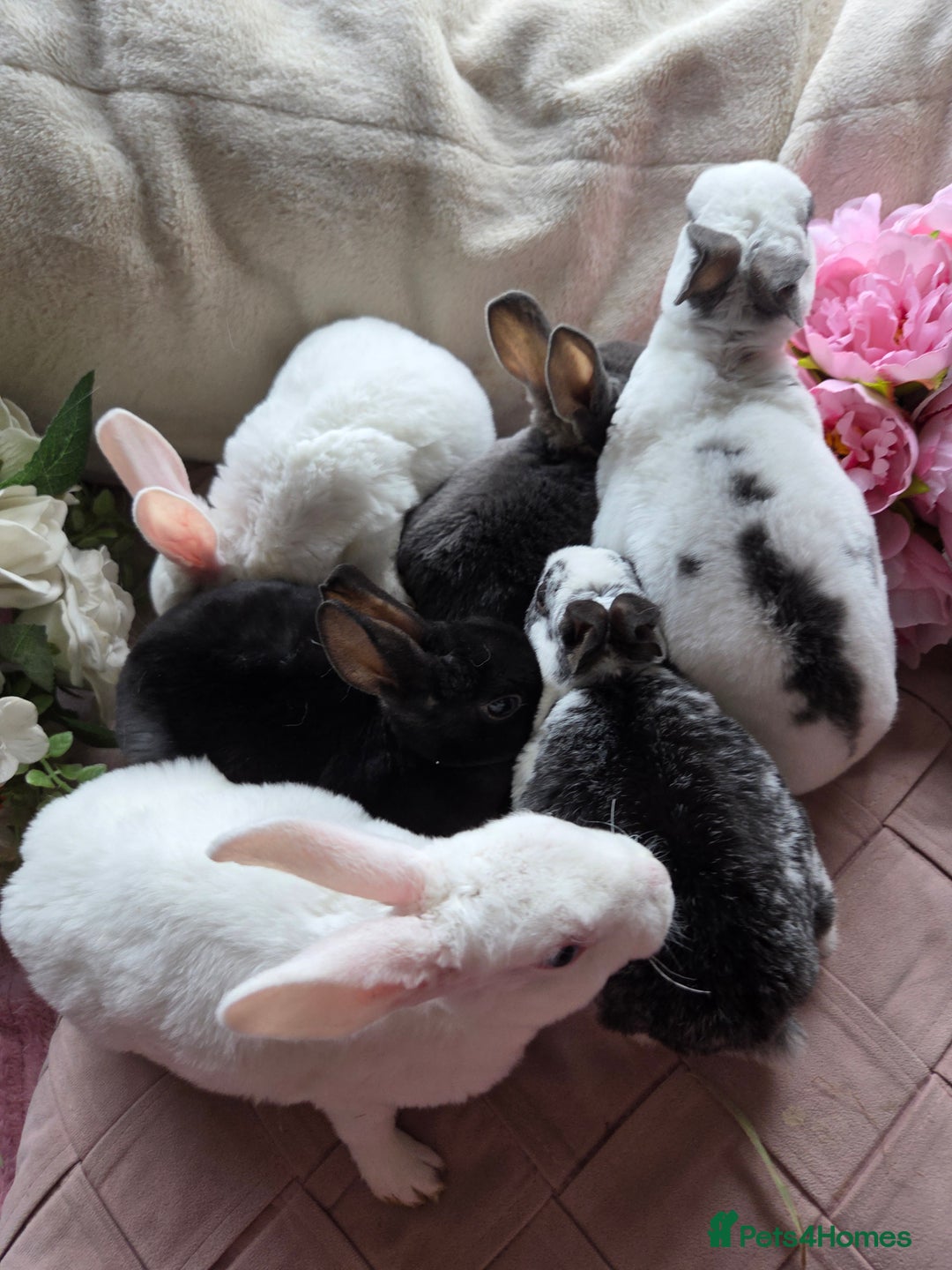 Rex rabbits for sale: 🐰 Beautiful mini rex babies 🐰 - Advert 2