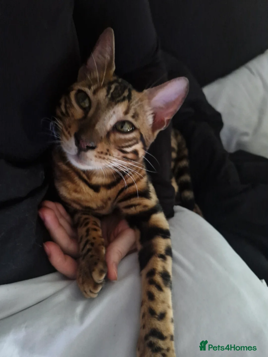 Bengal cats for sale: Brown Rosette Male Bengal Kitten - Advert 3
