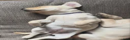 Labrador Retriever dogs for sale: Last girl of the litter “Pickle”  in Wymondham - Advert 7
