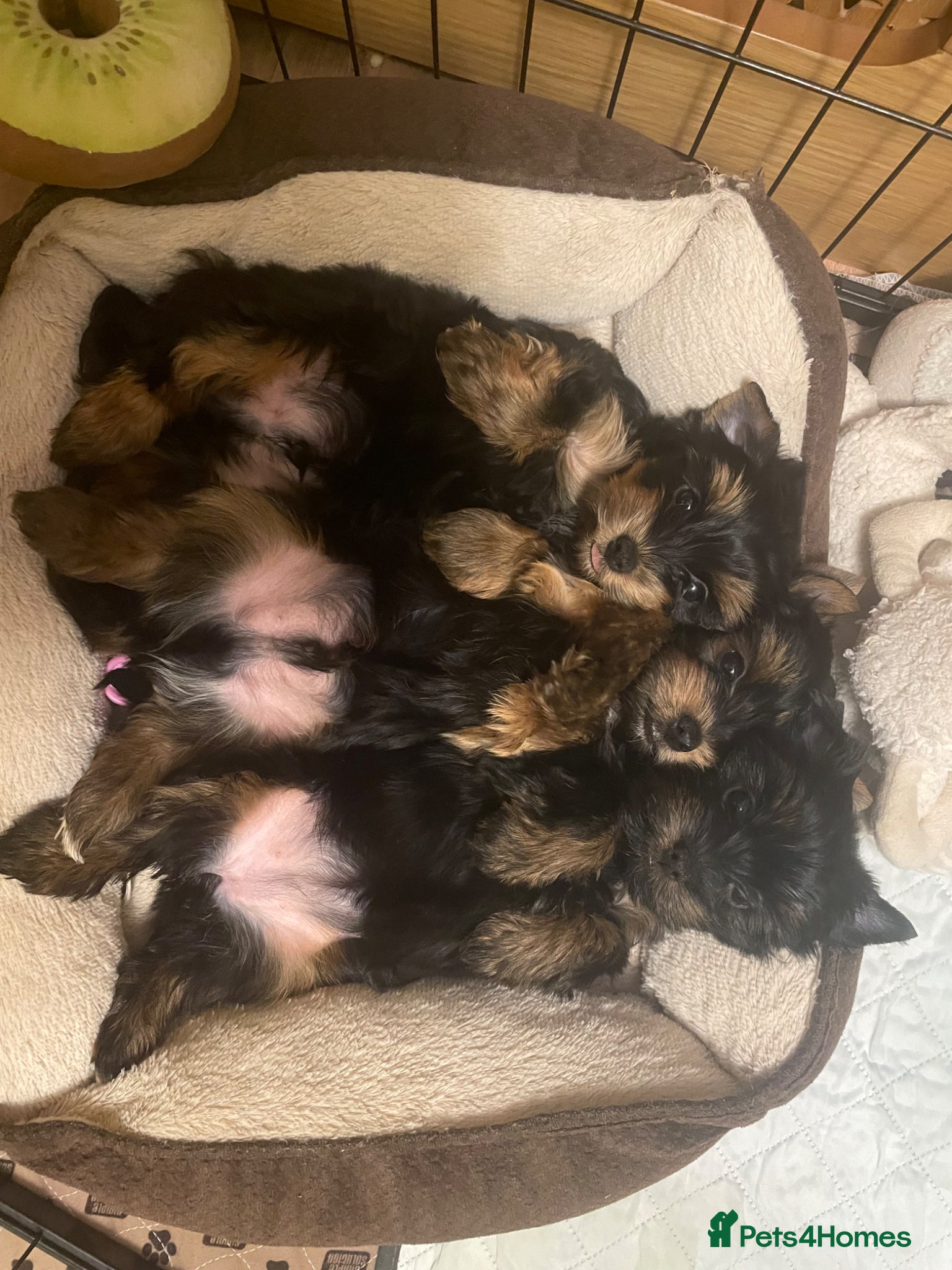 Yorkshire Terrier dogs York Terrier ,Black Tan - Advert 2