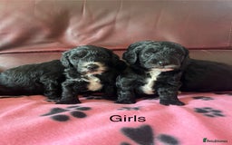 Cockapoo dogs for sale: Stunning litter of F1 Cockapoos - Image 3
