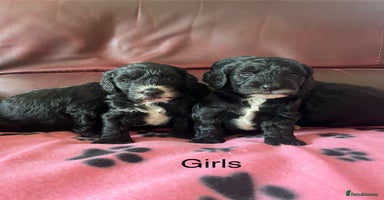 Cockapoo dogs - Advert 8