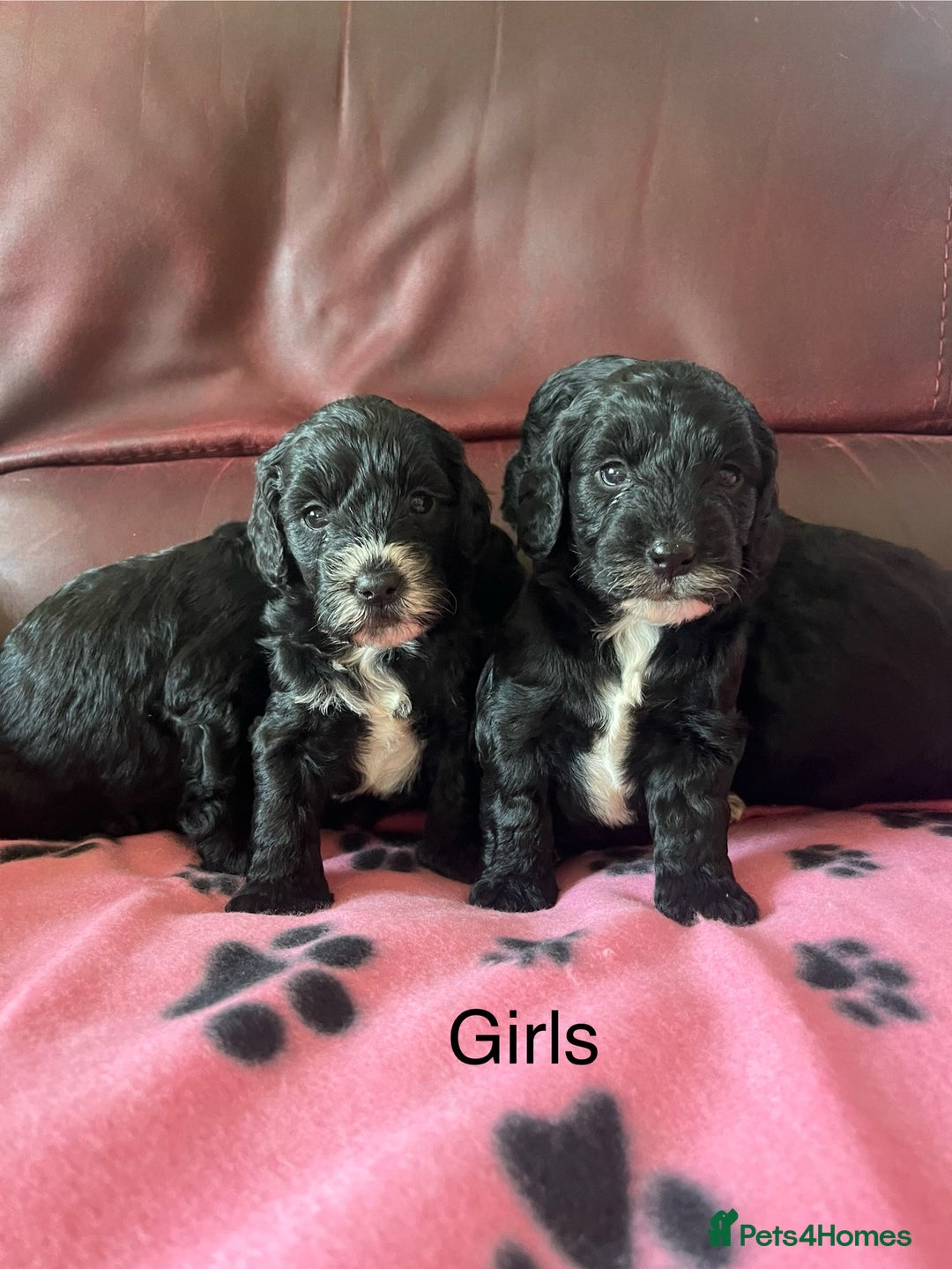 Cockapoo dogs for sale: Stunning litter of F1 Cockapoos - Image 3