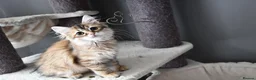 Siberian cats for sale: Siberian Kitens from Tunguska House Cattery - Advert 18